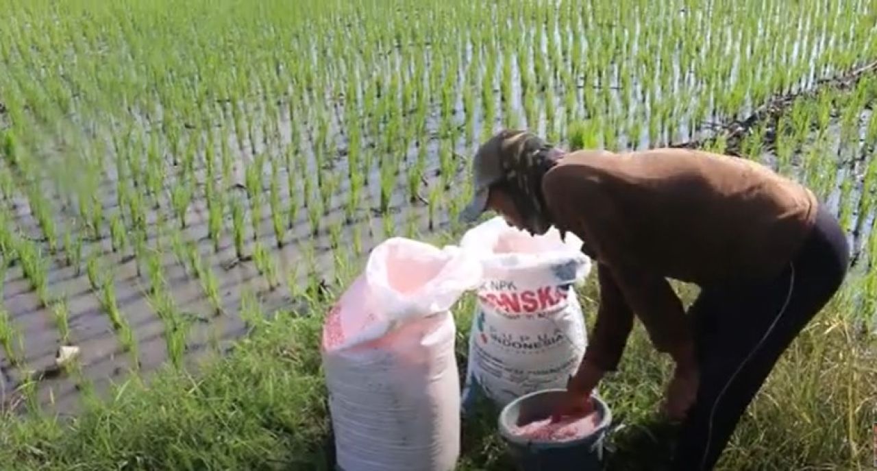 Kesulitan pupuk menjadi problem klasik petani tanpa ada keberpihakan yang jelas dari pemerintah (Foto: Jatimkini.com / Rokimdakas)