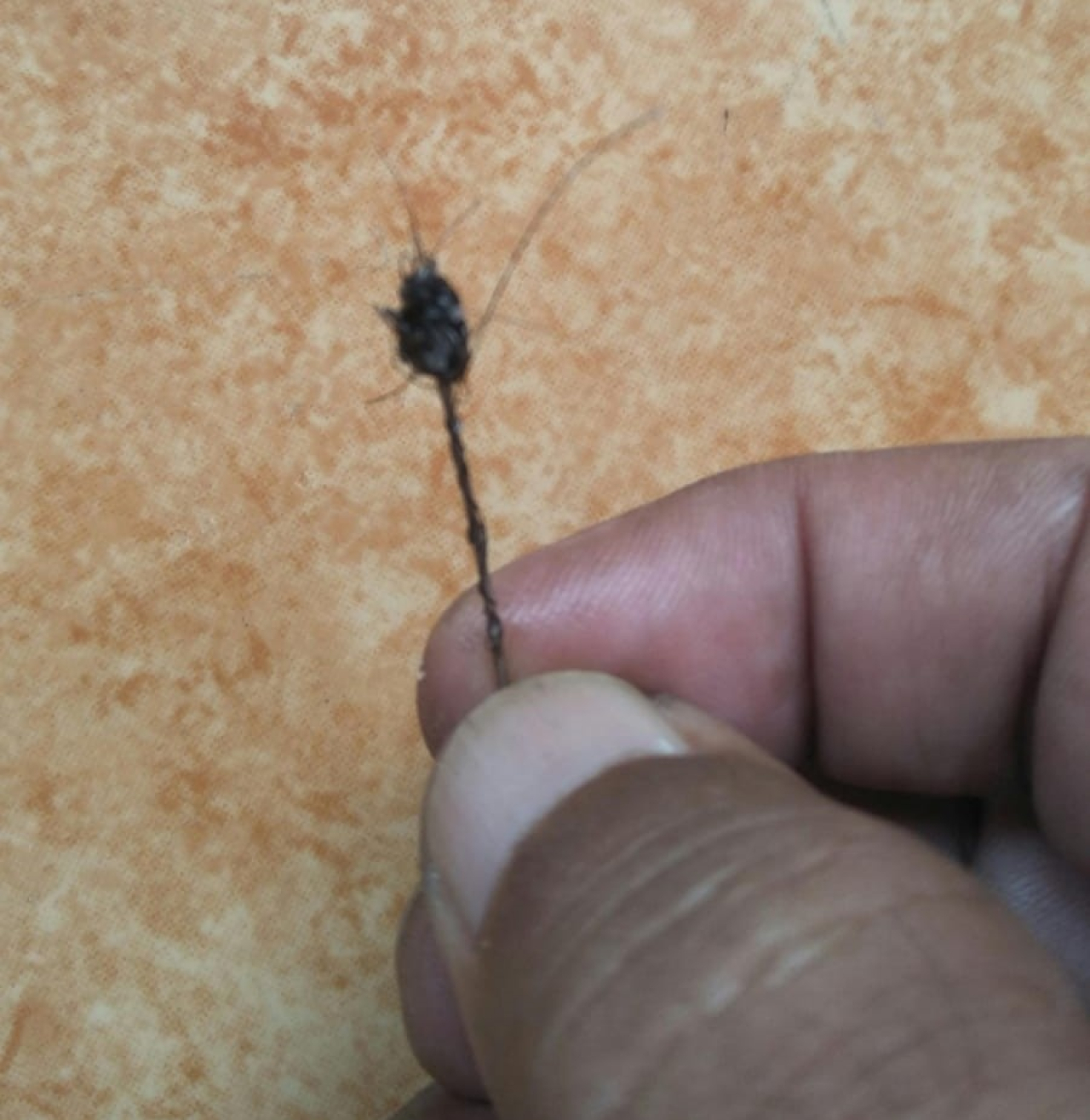 Penemuan barang mistik di tubuh Mawar korban Perkosaan di Mojokerto ( Foto : Jatimkini.com / Rokimdakas )