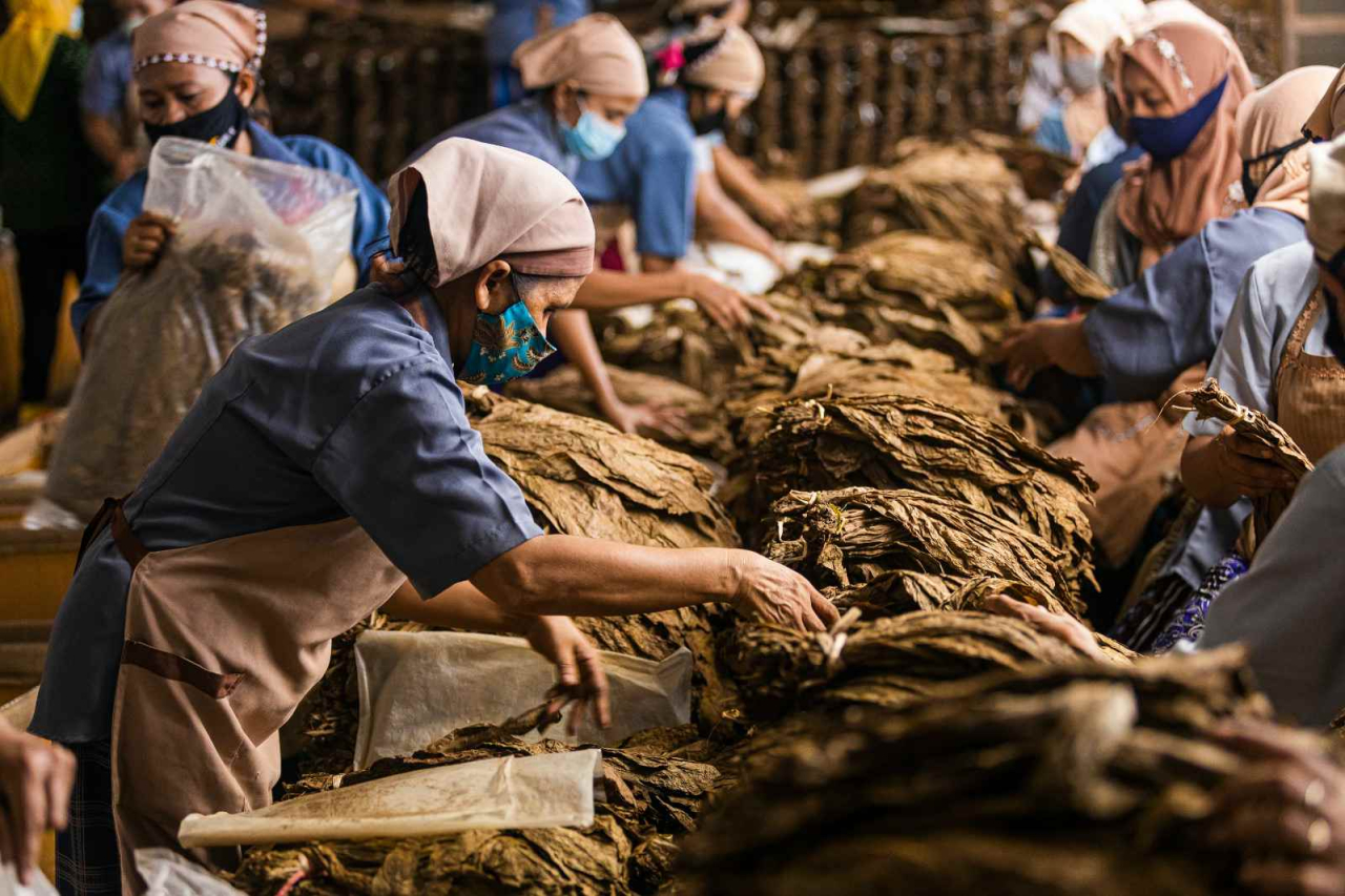 Pekerja pabrik pengolahan tembakau milik PTPN I Regional 4. Foto : PTPN I Reg 4