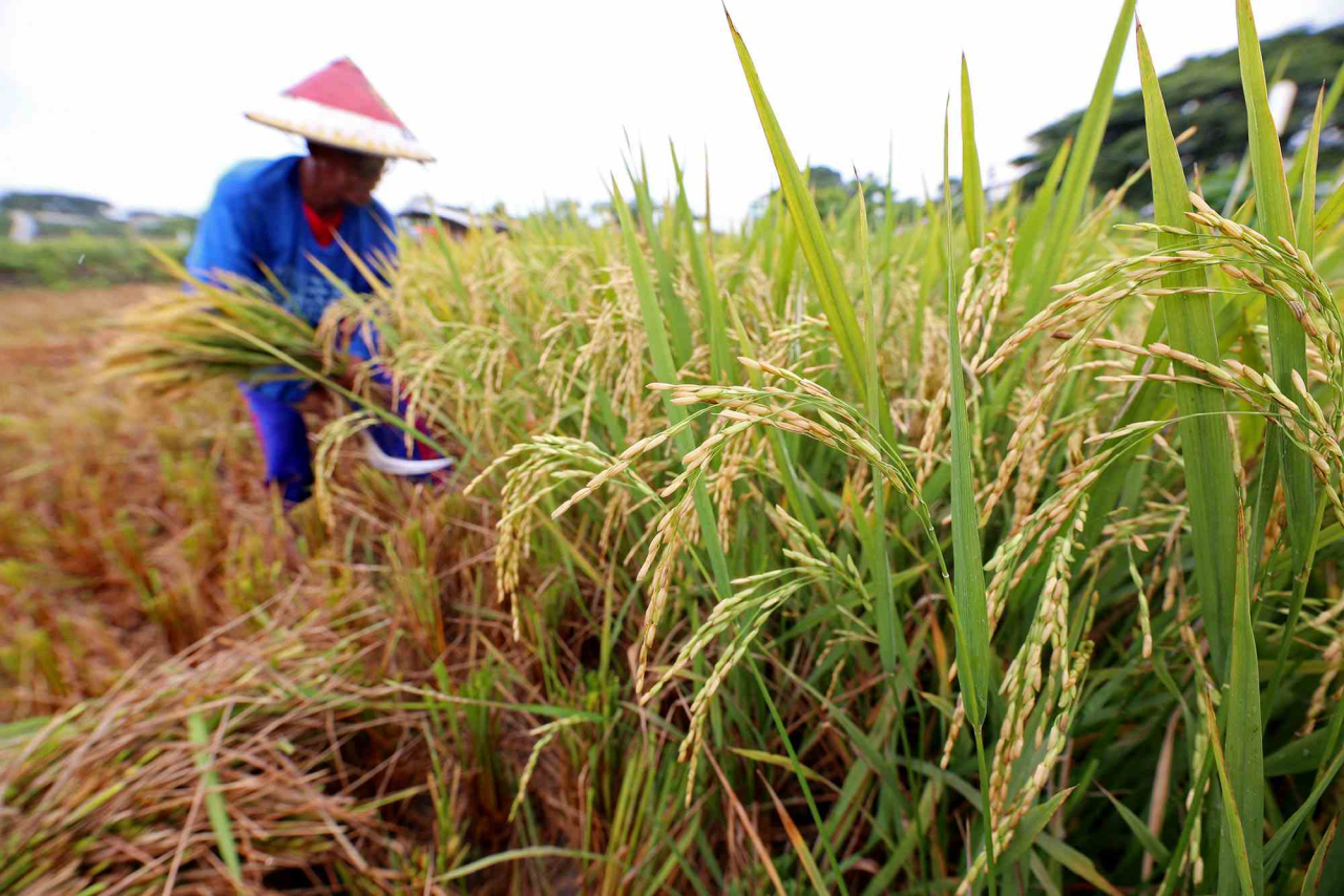 Petani di Surabaya sedang memanen tanaman padi. Foto : Pemkot Surabaya