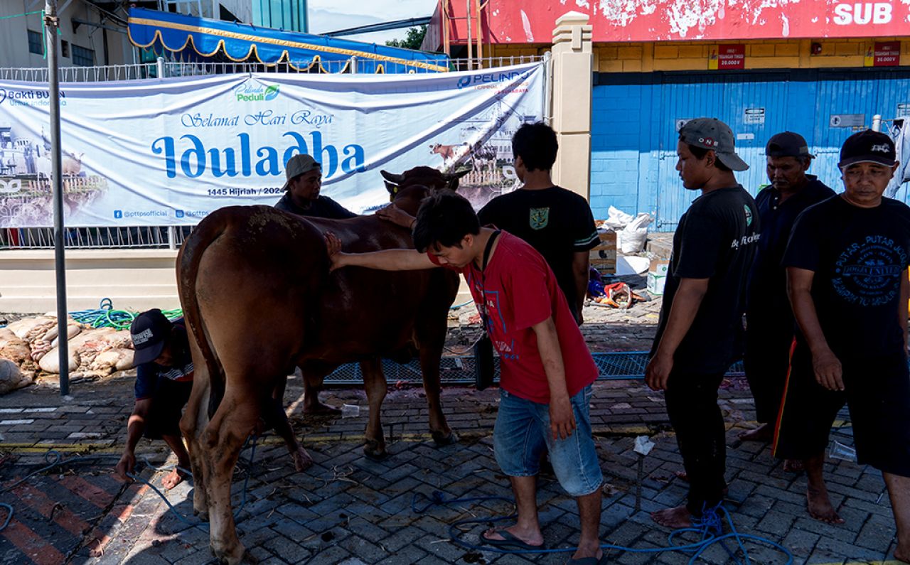 Petugas dari juru sembelih halal menggiring sapi sebelum dipotong untuk kurban dalam peringatan Hari Raya Iduladha 1445 H. (Foto-foto: TPS for jatimkini.com)