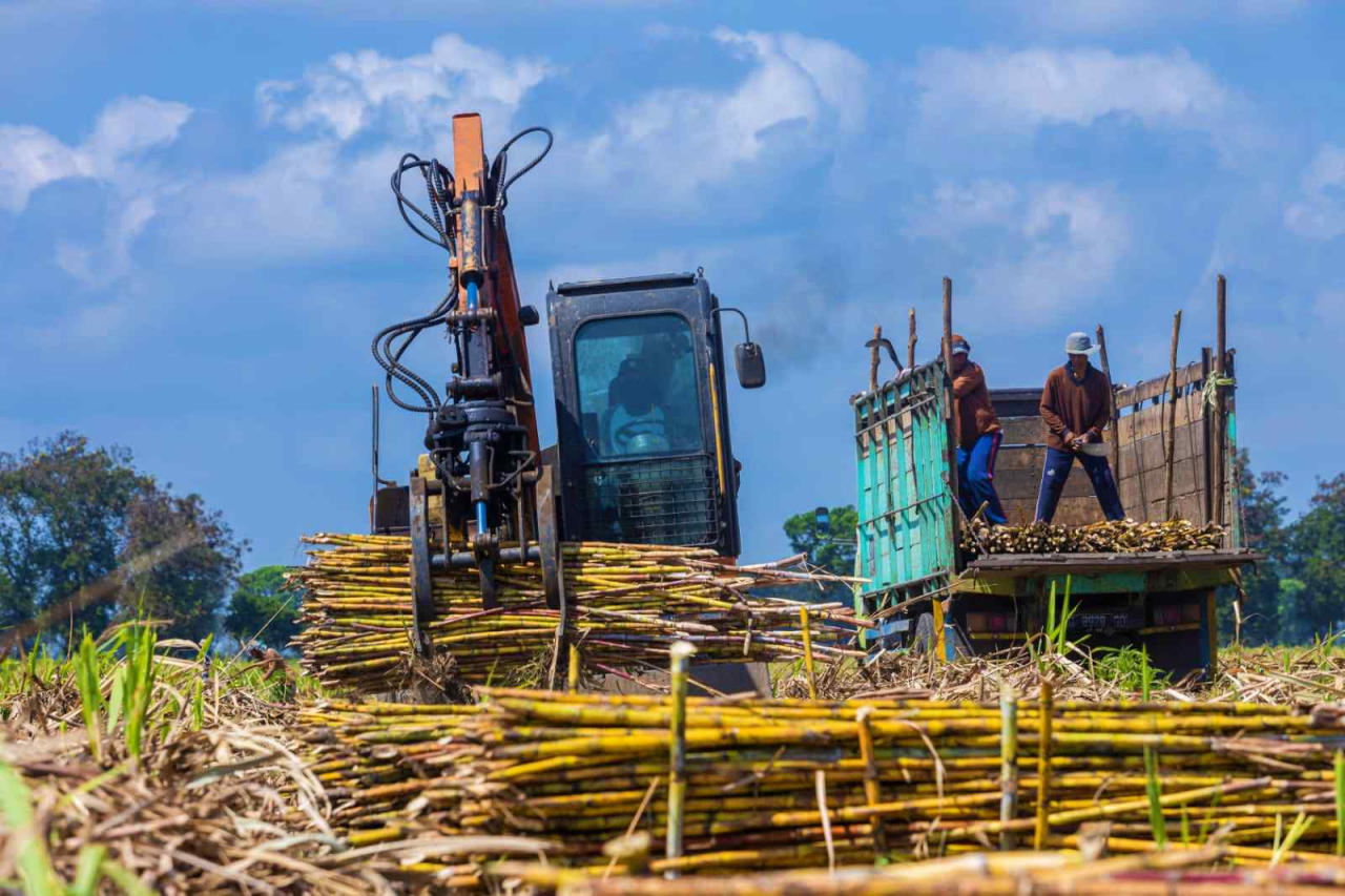 ilustrasi. Petani sedang memanen tanaman tebu di kebun. Foto : PTPN