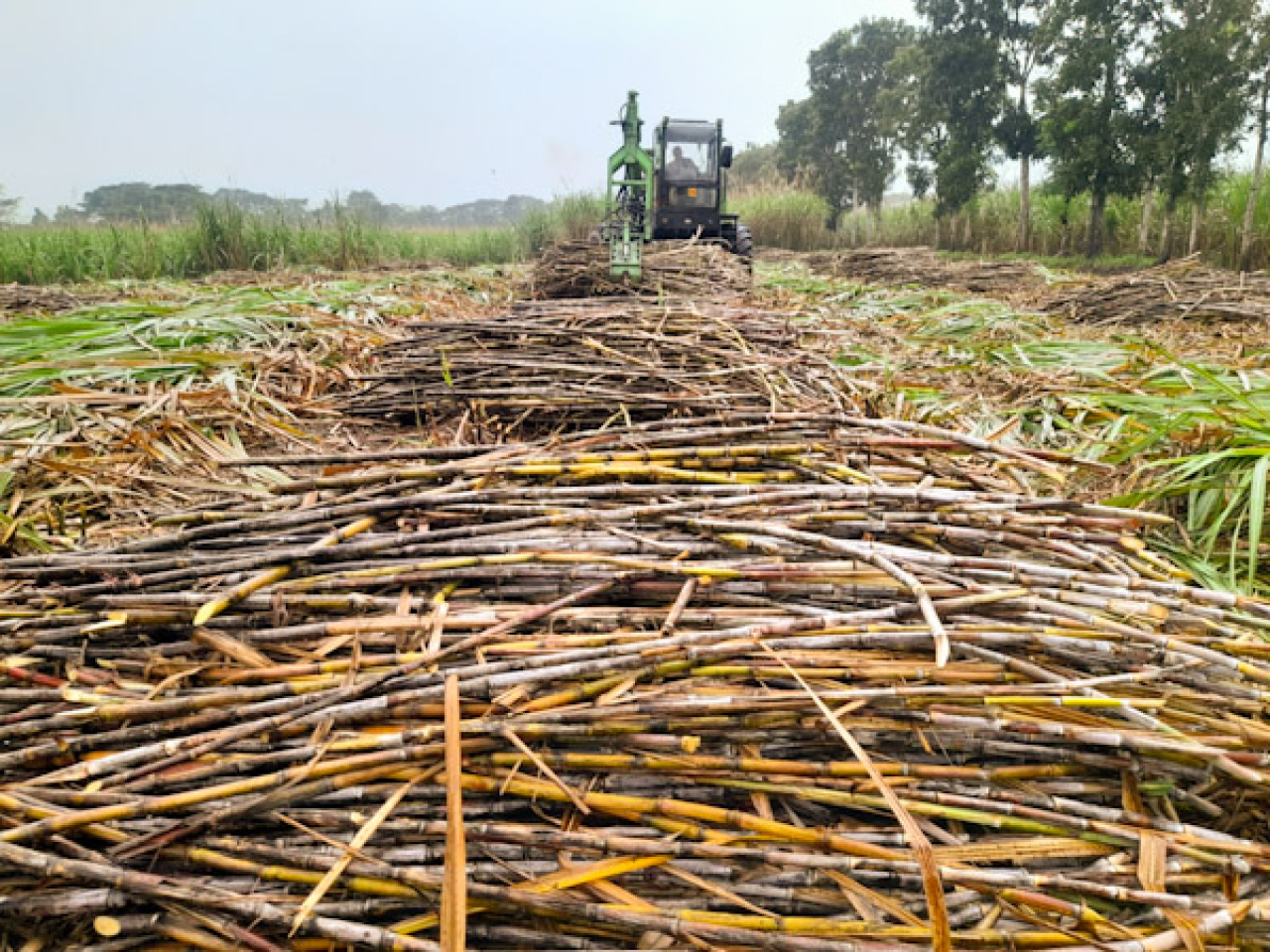 Proses panen tanaman tebu di Kebun Kalitelepak Banyuwangi. Foto : PTPN I Reg 4