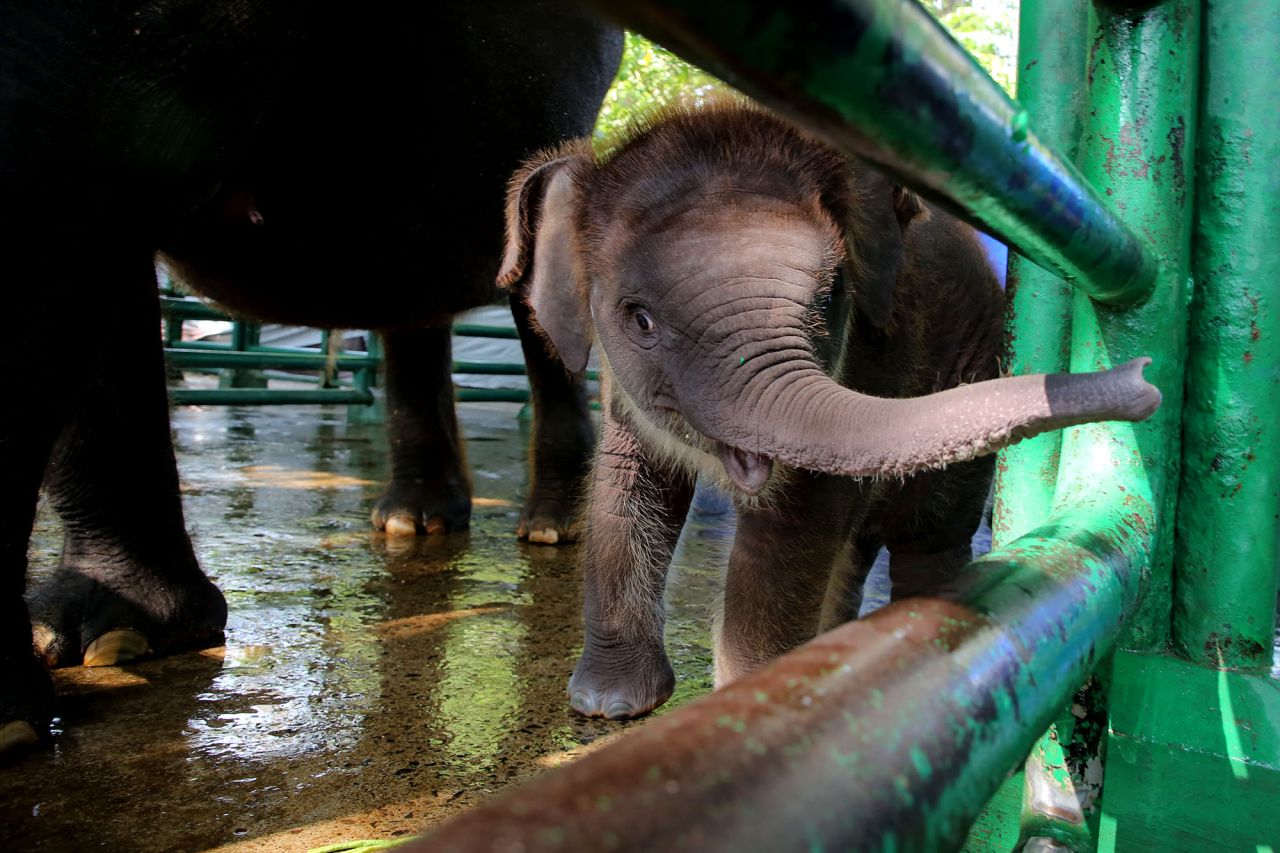 Kota Surabaya, Eri Cahyadi langsung memberi nama Rocky Balboa. pada anak gajah yang lahir di KBS ( Foto : Pemkot Surabaya for Jatimkini.com)