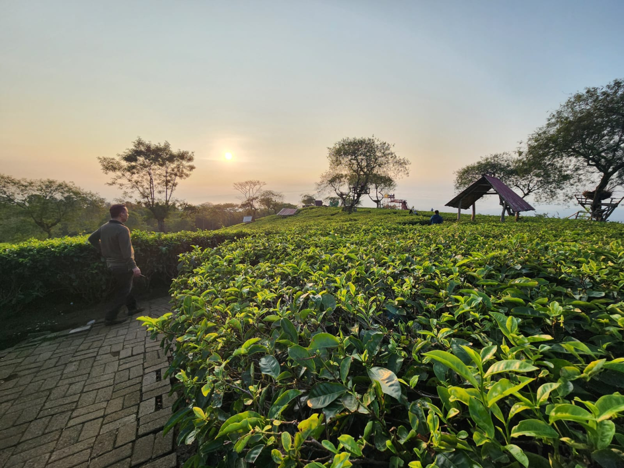 Suasana pagi di Bukit Kuneer, Kebun Teh Wonosari, Lawang, Malang. Foto : Peni Widarti