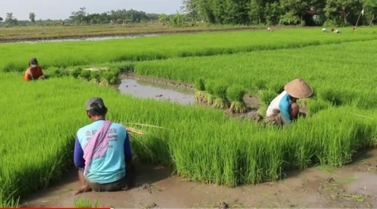 Para buruh sawah di Desa Gebangsiwil, Nganjuk sedang mencabut  bibit padi untuk ditanam. (Foto: Jatimkini.com/Rokimdakas))