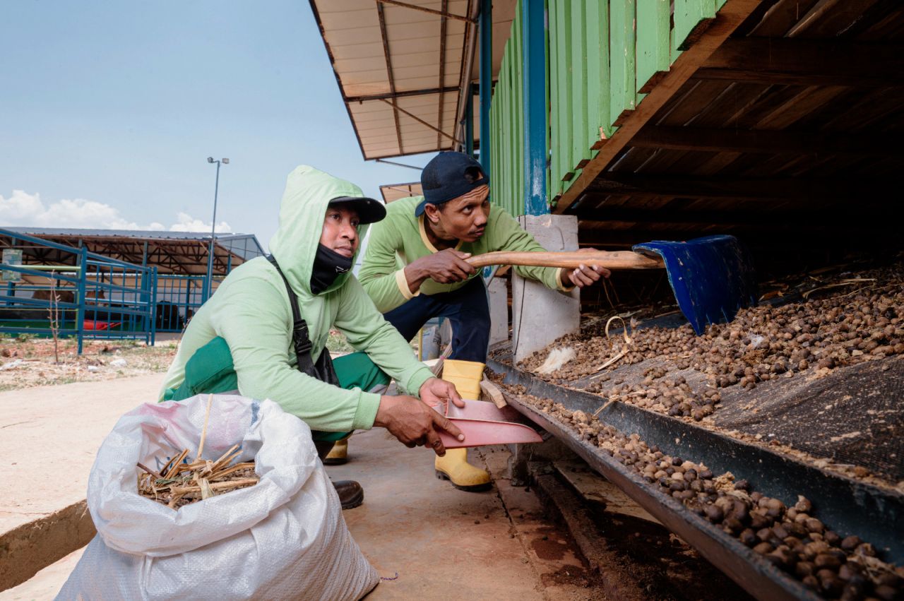 Pengambilan kotoran ternak sebelum  diolah menjadi bioslurry sebagai bahan pembuatan pupuk  organik dengan campuran FABA untuk meningkatkan produktifitas  lahan pertanian.
