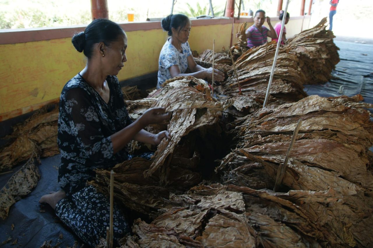 PPR Kabupaten Sumenep meminta para pelaku industri rokok  untuk memprioritaskan penyerapan hasil panen tembakau petani lokal ( Foto : Dok. Jatimkini.com )