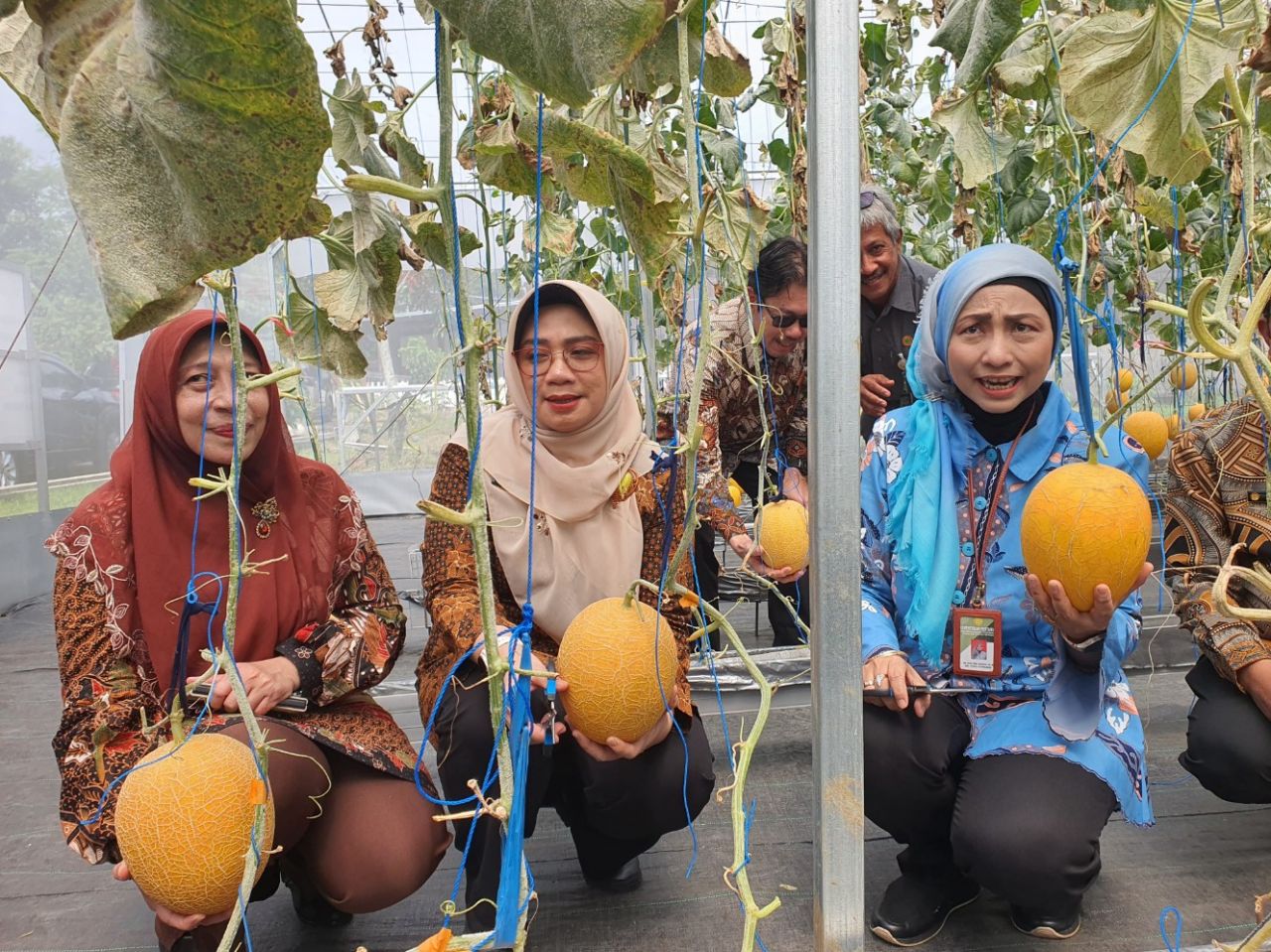 Kepala Badan Penyuluhan dan Pengembangan Sumber Daya Manusia Pertanian (BPPSDMP), Idha Widi Arsanti (kanan) saat melaksanakan panen buah melon di Balai Besar Pelatihan Pertanian (BBPP) Ketindan, Malang, Jumat (21/2/2025). Foto: Istimewa