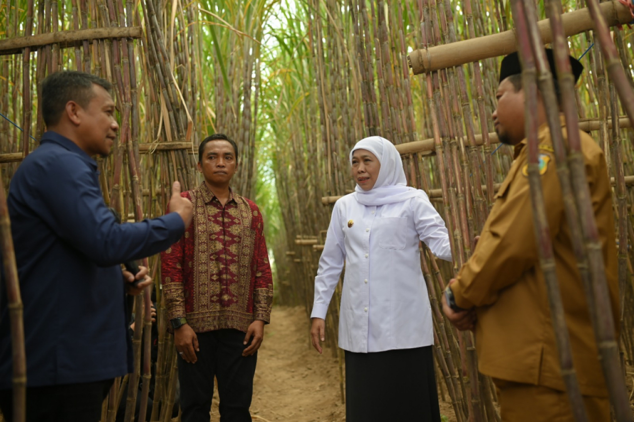 Gubernur Jatim Khofifah Indar Parawansa saat menghadiri peluncuran KUR Khusus Tebu di Bondowoso. Foto : SGN