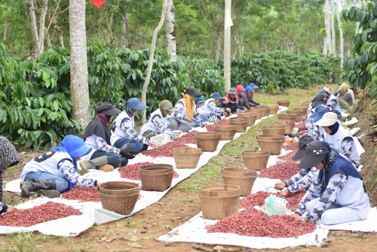 Kegiatan pemberdayaan masyarakat pada komoditas kopi di Ijen Bondowoso. Foto : PTPN I