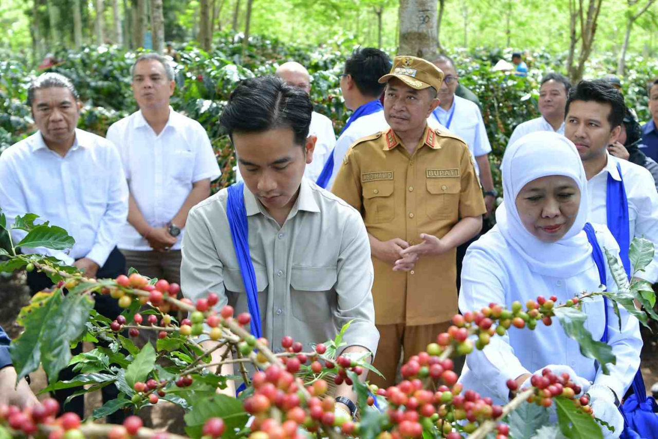 Wapres Gibran Rakabuming Raka (kiri) saat mengunjungi kebun kopi di Bondowoso milik PTPN I. Foto : PTPN I