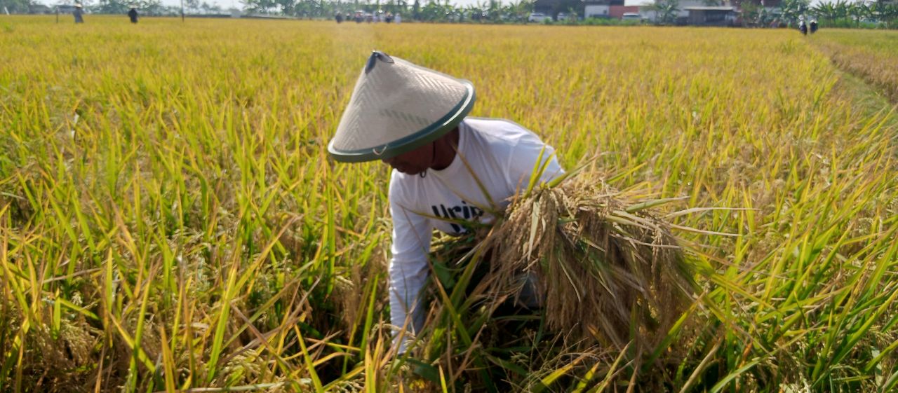 Ilustrasi petani saat melakukan panen padi disalah satu daerah di Jatim ( Foto : dok Jatimkini.com )