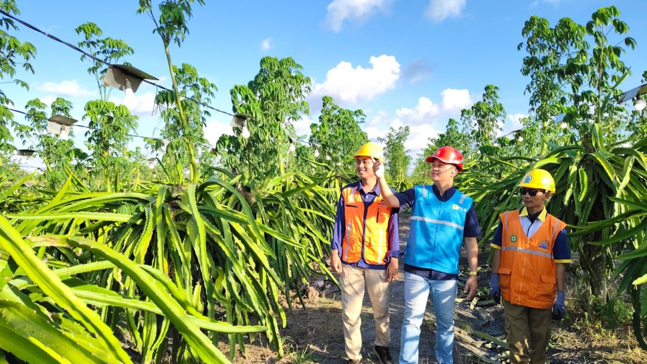 Hingga akhir Juni 2025, petani buah naga di wilayah Banyuwangi yang telah dilistriki mencapai 21.545 pelanggan.