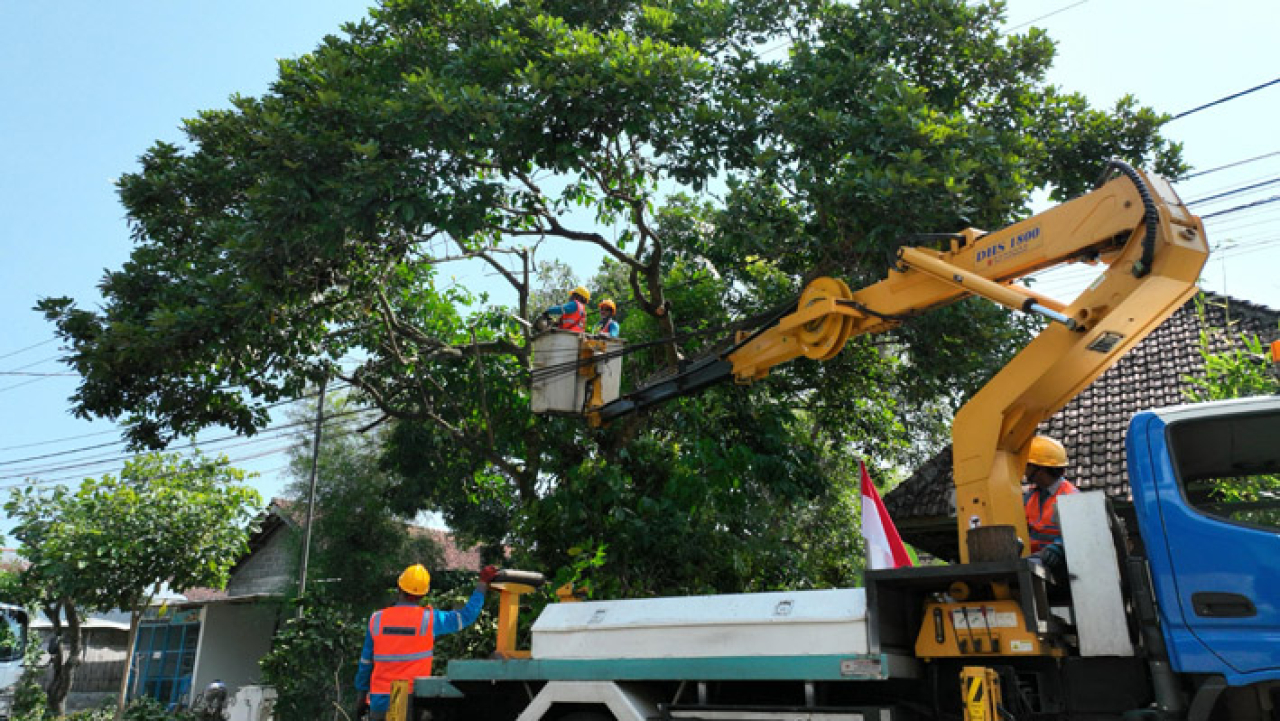 Petugas PLN saat lakukan perabas pohon.