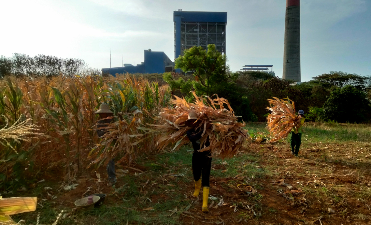 Petani jagung di Tuban memanfaatkan ekonomi sirkular dari sampah jagung untuk dijadikan bahan bakar biomassa co-firing. (foto: dok.PLN NP)