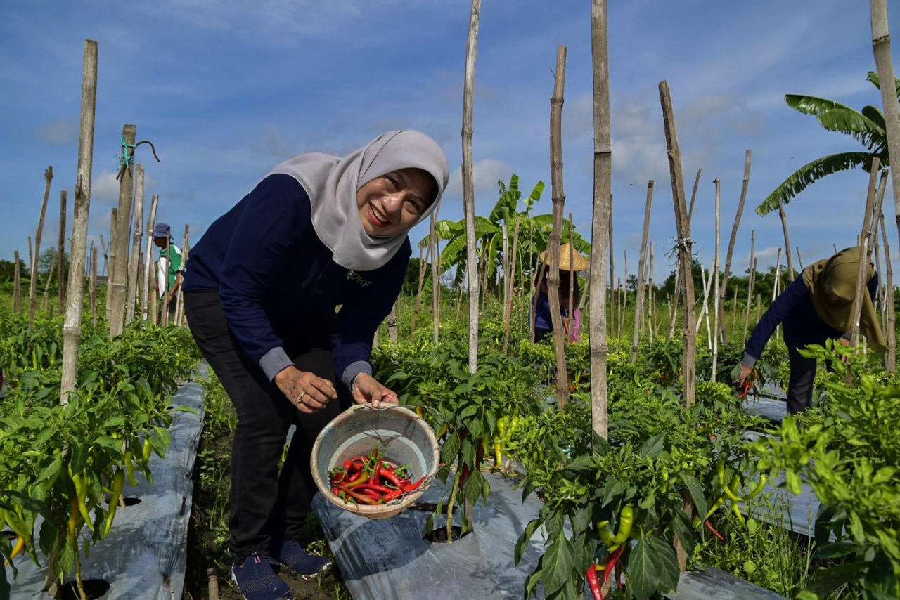 Kepala DKPP, Antiek Sugiharti saat memanen cabai di Lakarsantri Surabaya. Ia memastikan kebutuhan pokok aman hingga Nataru selesai. (Foto: dok.Kominfo Pemkot Surabaya)