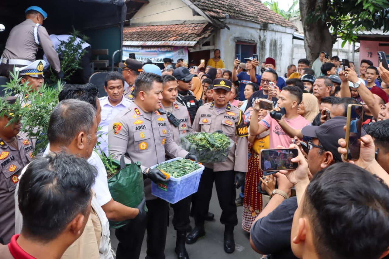 110 batang ganja diamankan Polres Jombang yang disita dari kebun salah satu warga Jombang. ( Foto : Humas Polda Jatim)