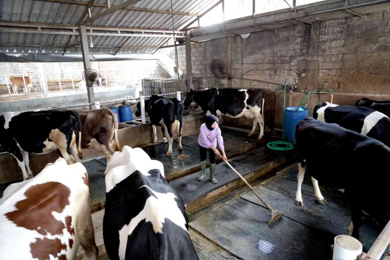 Nestlé Indonesia telah membangun kemitraan dengan peternak sapi untuk mendukung produksi susu dan pertumbuhan ekonomi nasional. (Foto: dok.Nestlé Indonesia)