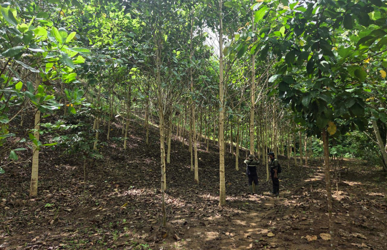 PT GSM menyerahkan lahan rehabilitasi DAS ke Kemenhut di Kabupaten Pohuwato, Gorontalo. (Foto: dok.Merdeka Copper Gold)