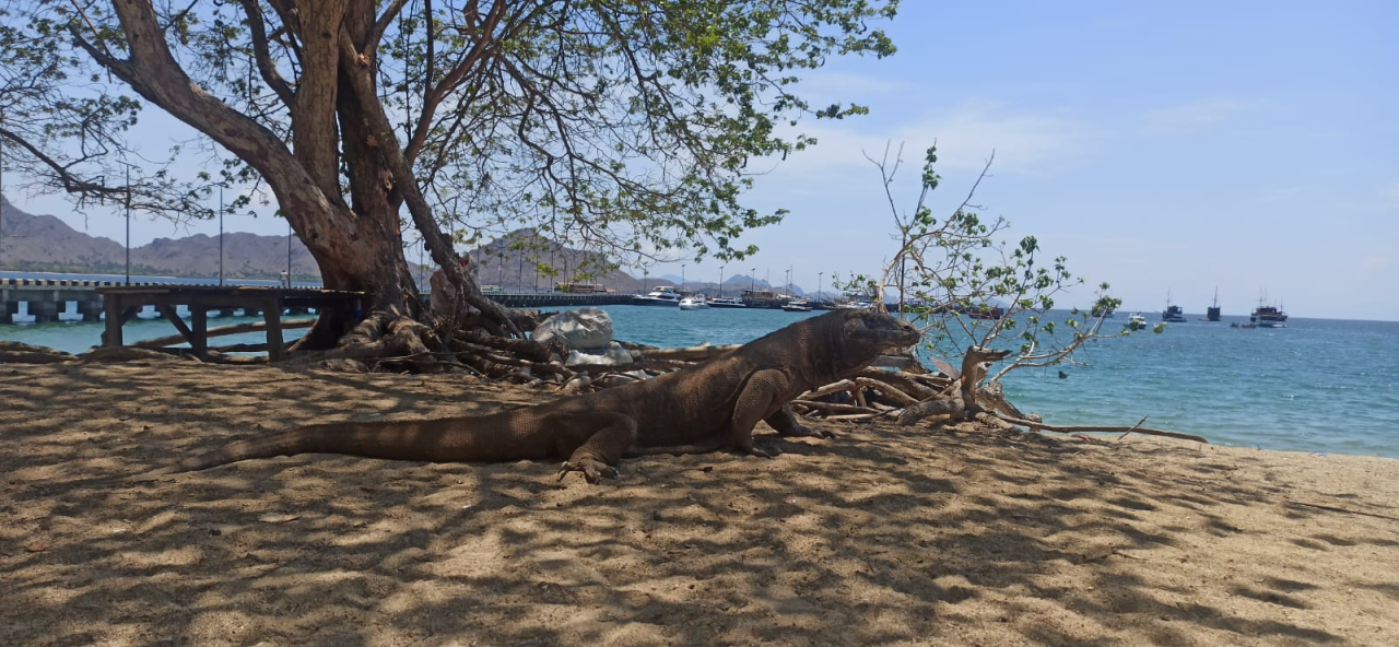Anggota Subdit IV Tipidter Ditreskrimsus Polda Jatim dan Polres Manggarai Timur, Nusa Tenggara Timur (NTT) berhasil gagalkan penyeludupan komodo ( Foto : Dok. Polda Jatim )