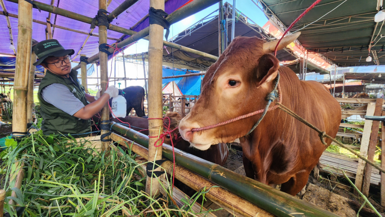 Penyemprotan disinfektan pada hewan kurban oleh petugas kesehatan hewan. Foto : Peni Widarti