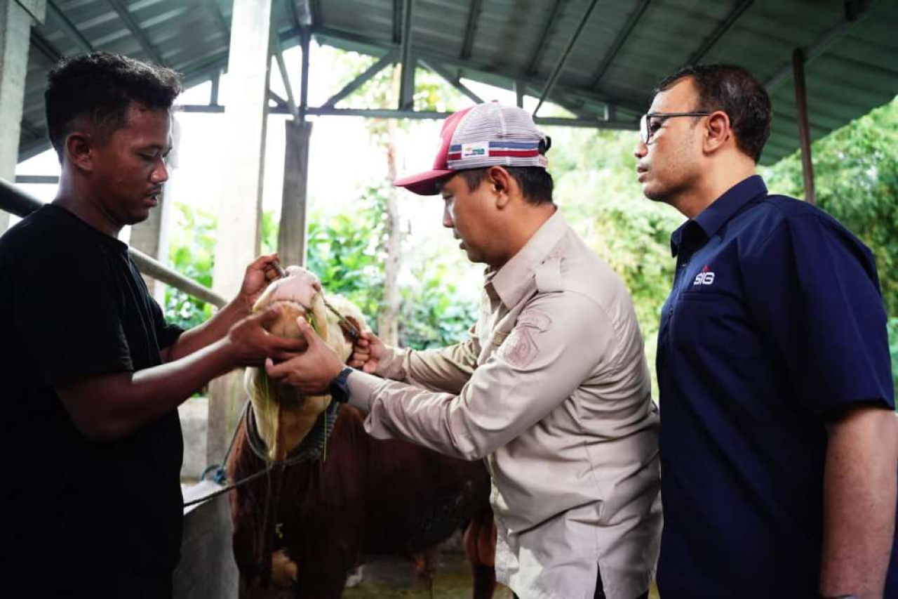Pemeriksaan hewan kurban milik SIG sebelum Iduladha. Foto : SIG