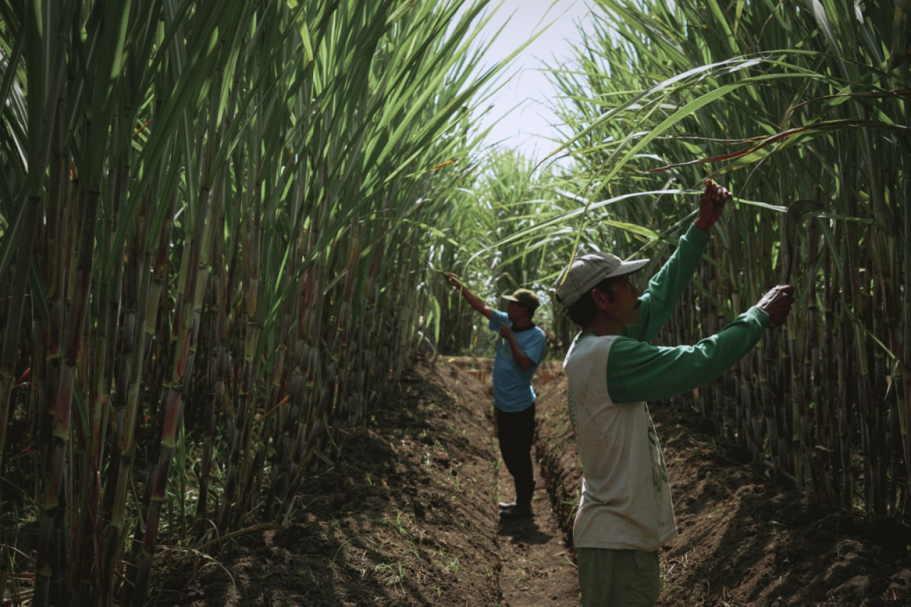 Petani sedang memanen tebu di kebun
 Foto : SGN