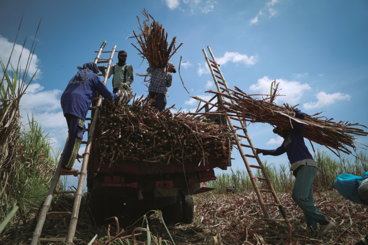 Aktivitas panen tebu para petani. Foto : SGN