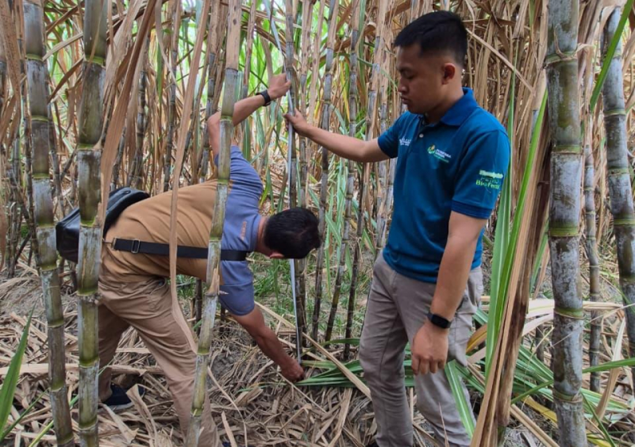 Tebang tebu SGN01 perdana. Foto : SGN
