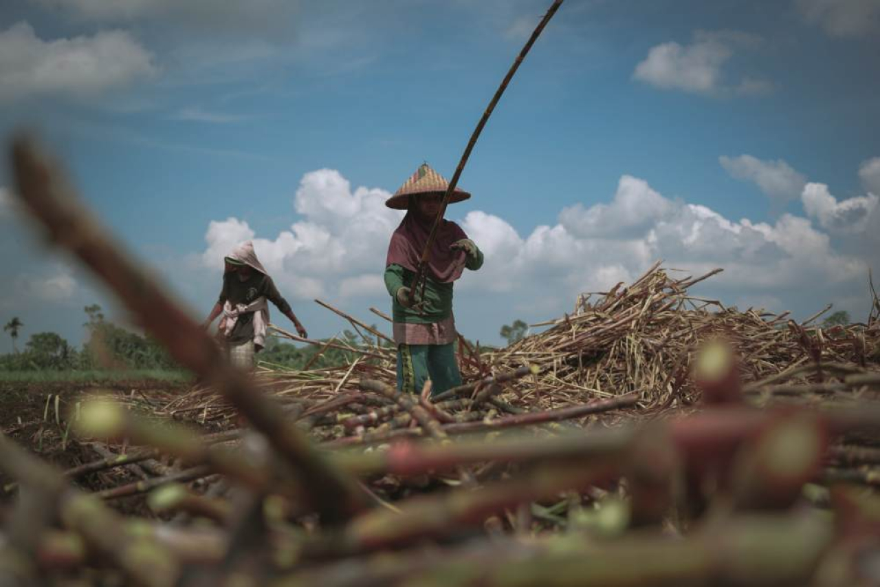 Petani memanen tebu di kebun. Foto : SGN