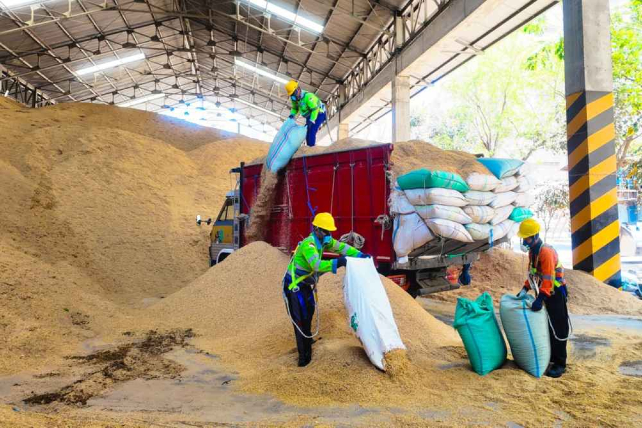 Optimalkan Bahan Bakar Alternatif, Penggunaan Sekam Padi di SIG Pabrik Tuban Capai 400 Ton Per Hari