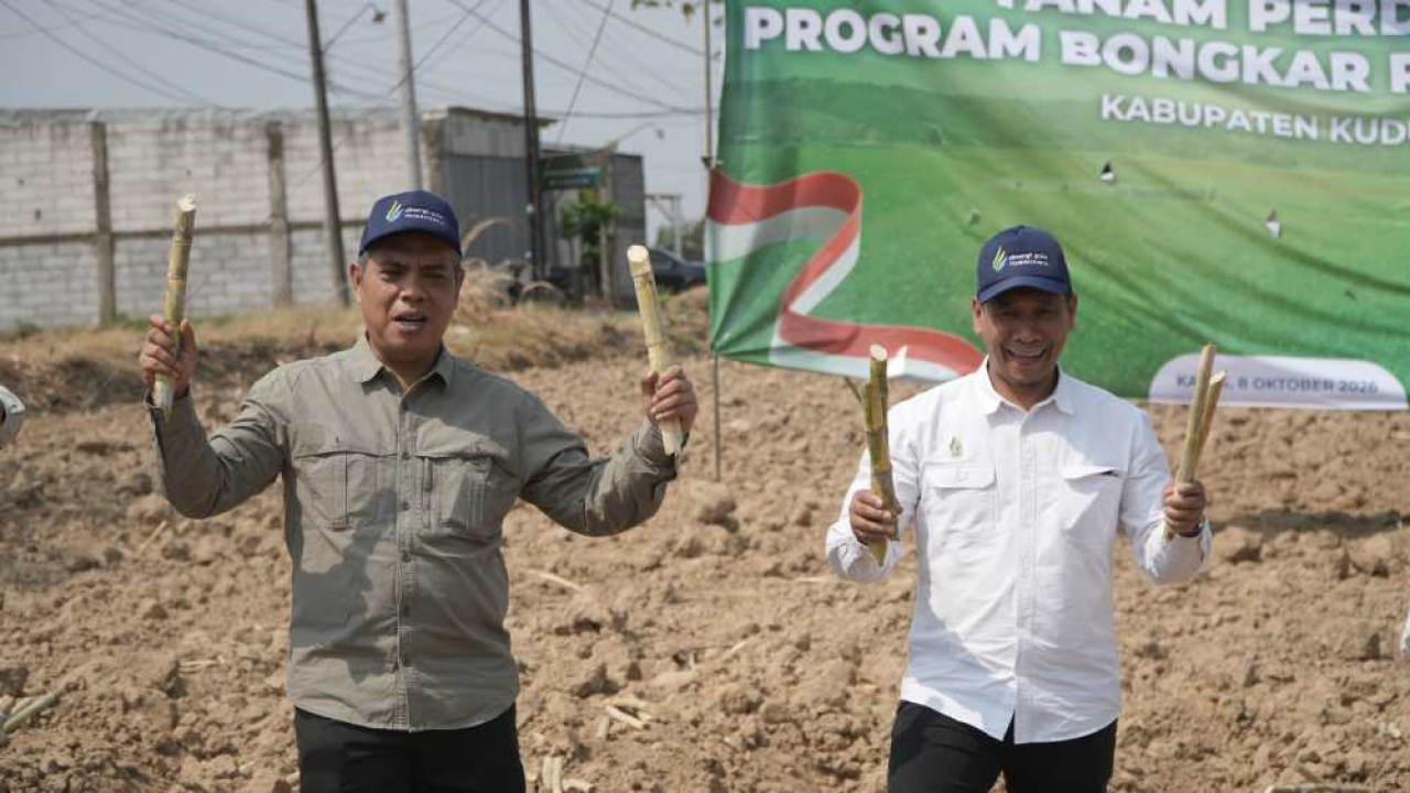 Kegiatan bongkar tanam ratoon di Kudus. Foto : SGN