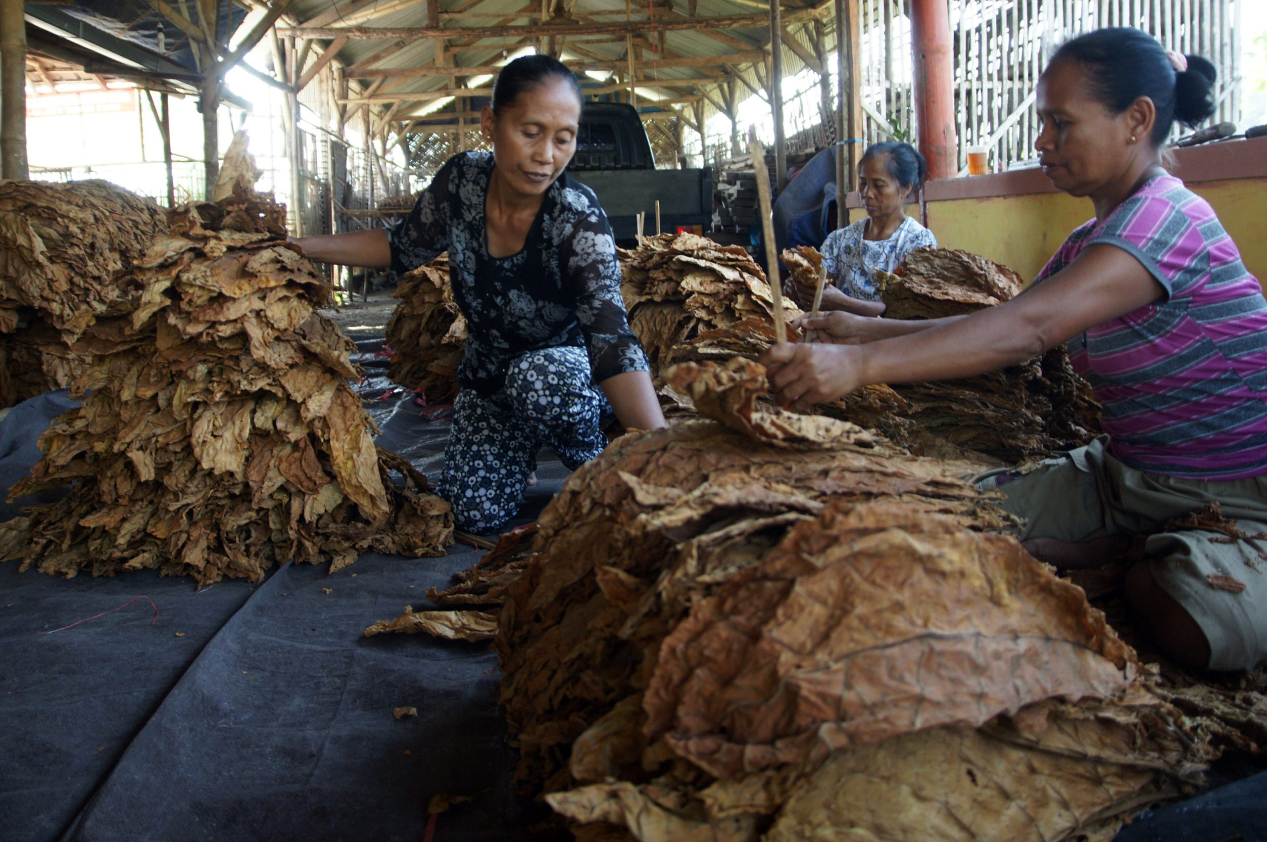 AMTI : Revisi PP 109/2012 Menggangu Kedaulatan Tembakau Nusantara